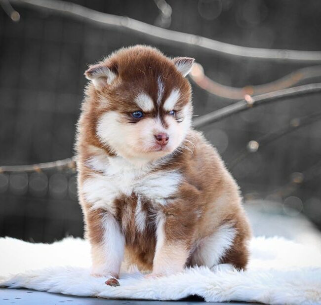 bali des gardiens du vencedor4