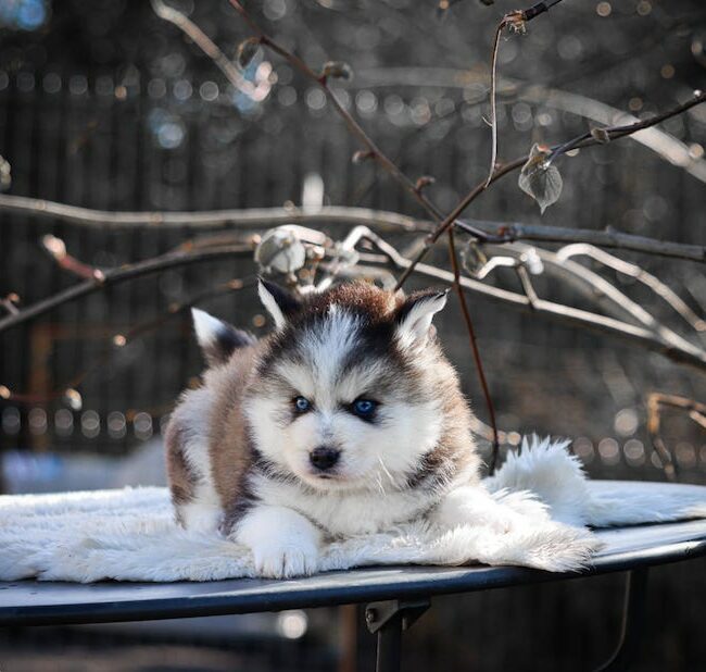 baltique des gardiens du vencedor1