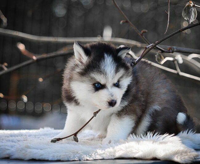 baltique des gardiens du vencedor2