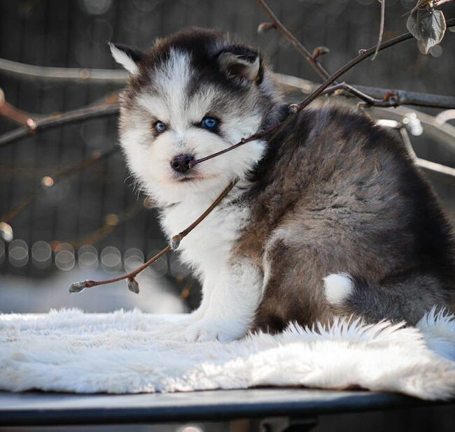 baltique des gardiens du vencedor3