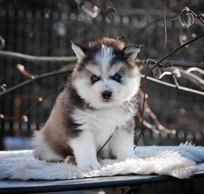 baltique des gardiens du vencedor4