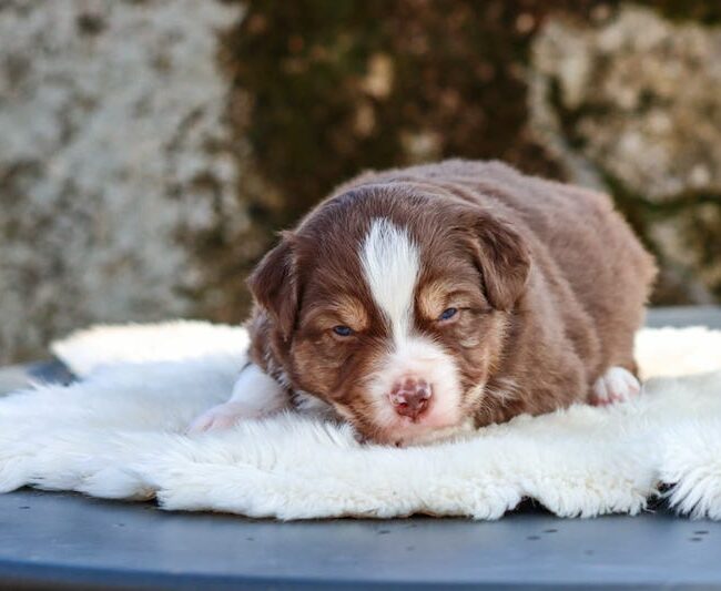balto des gardiens du vencedor1