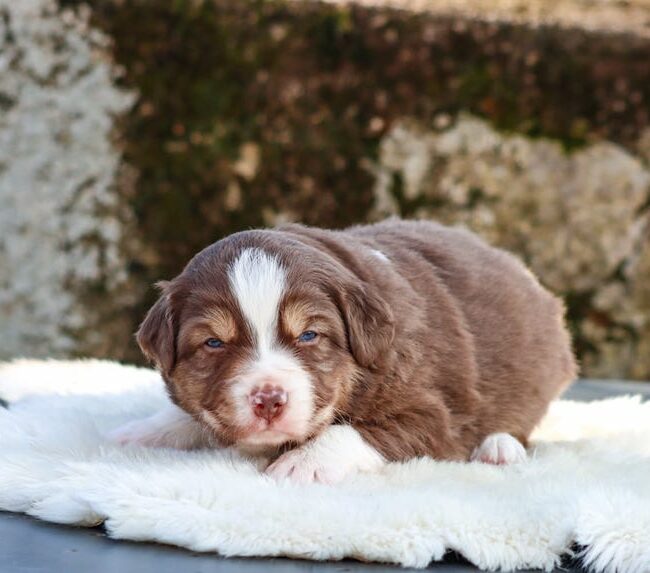 balto des gardiens du vencedor1