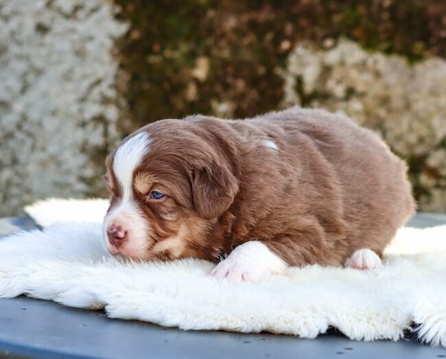 balto des gardiens du vencedor2