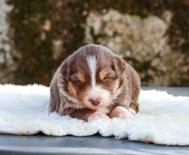 baxter des gardiens du vencedor1