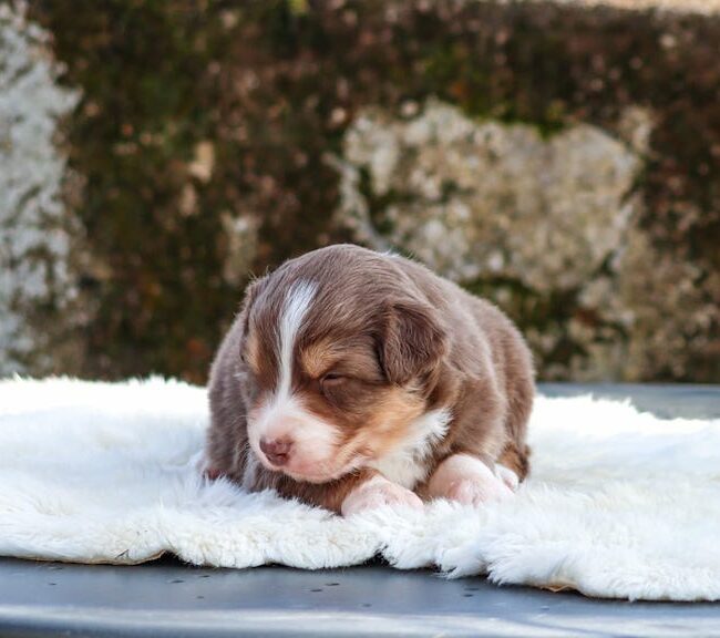 baxter des gardiens du vencedor2