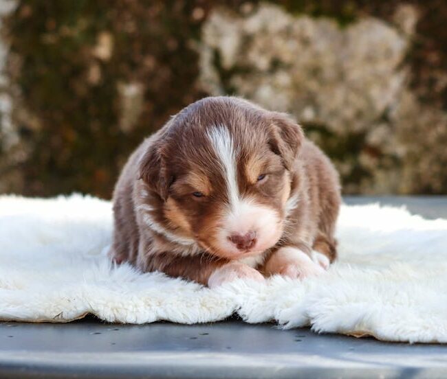 baxter des gardiens du vencedor3