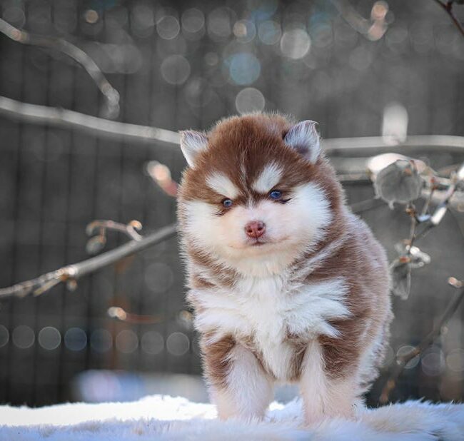 baya des gardiens du vencedor1