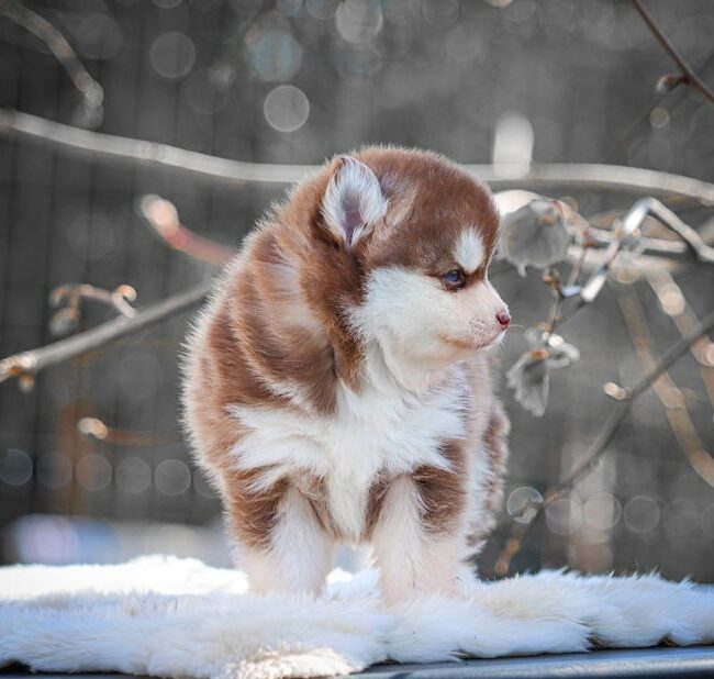 baya des gardiens du vencedor2