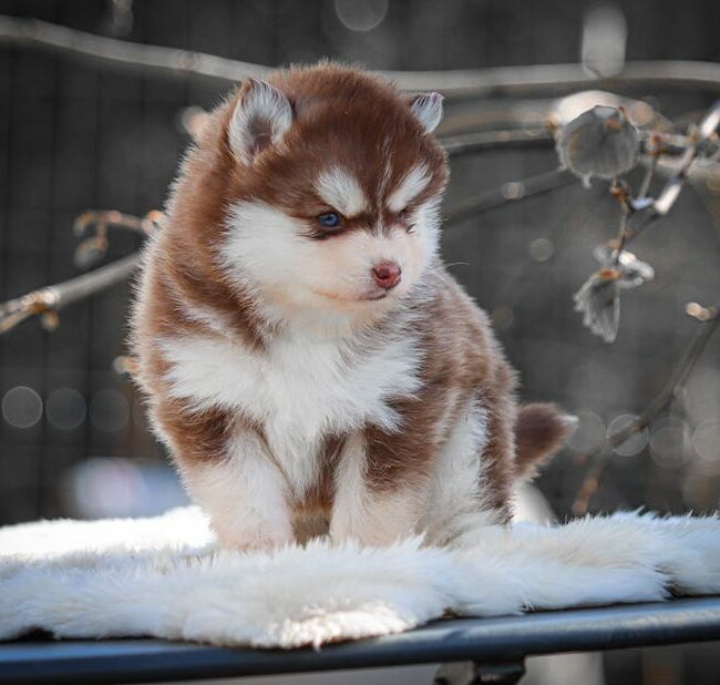 baya des gardiens du vencedor3