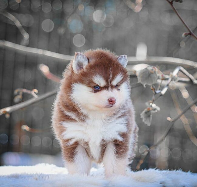 baya des gardiens du vencedor4