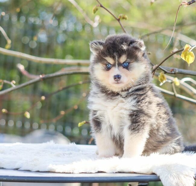 bella des gardiens du vencedor1