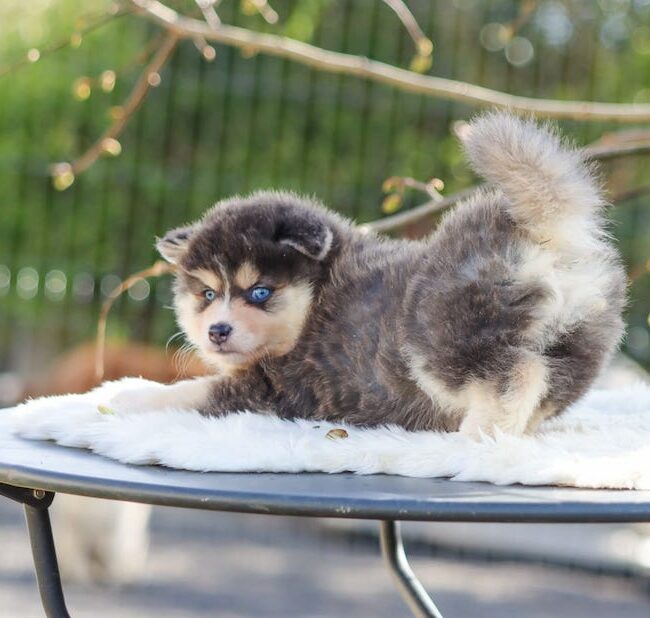 bella des gardiens du vencedor2