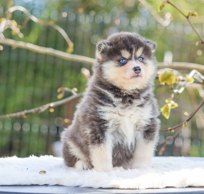 bella des gardiens du vencedor3