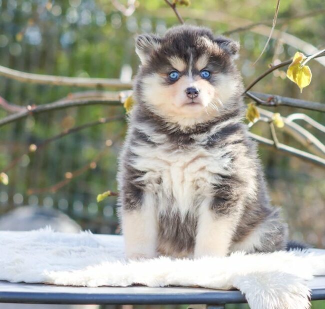 bella des gardiens du vencedor4