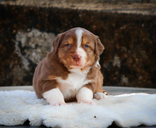 berlioz des gardiens du vencedor1