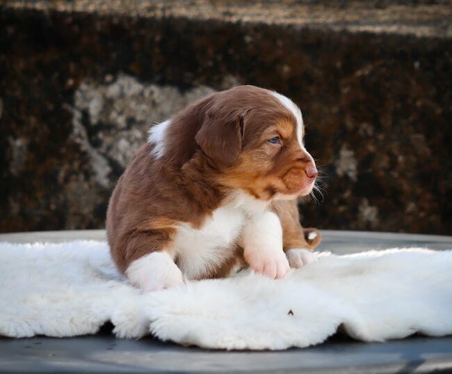 berlioz des gardiens du vencedor2