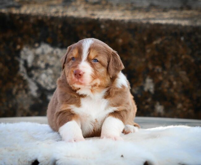 berlioz des gardiens du vencedor3