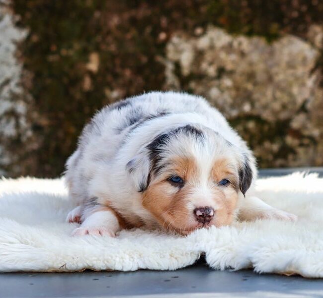 bianca des gardiens du vencedor1