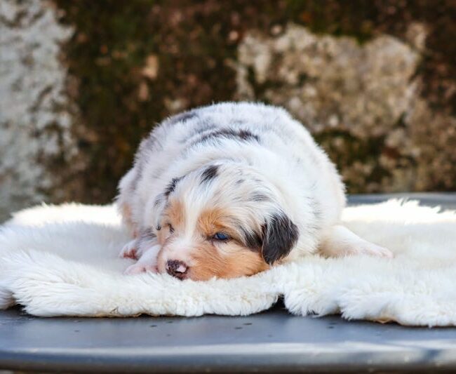 bianca des gardiens du vencedor2