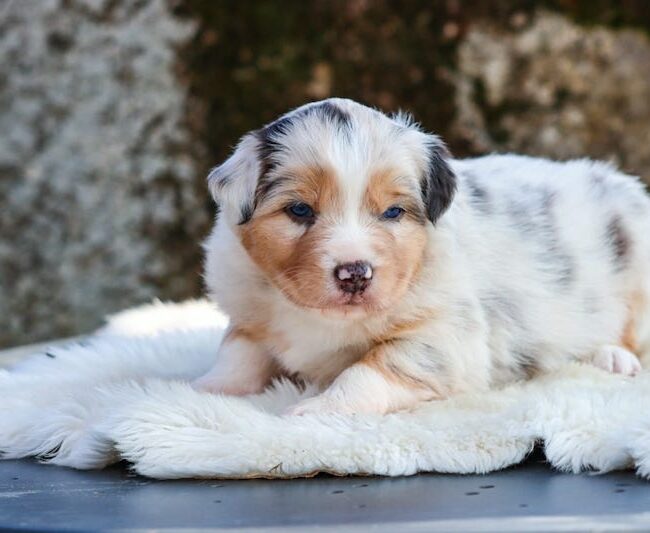 bianca des gardiens du vencedor3