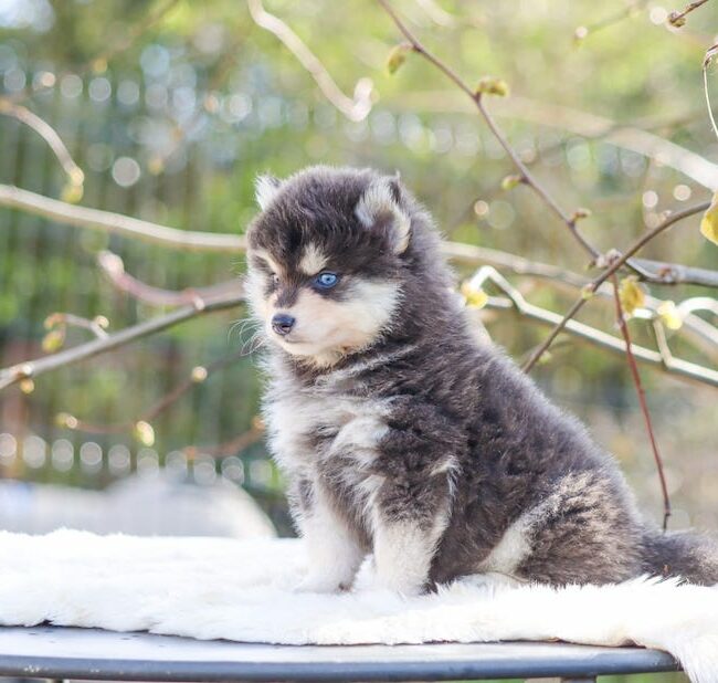 bimba des gardiens du vencedor1