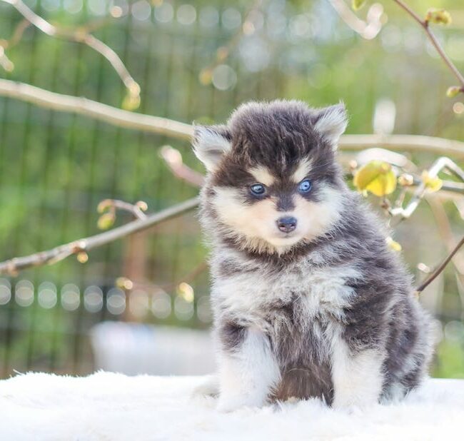 bimba des gardiens du vencedor2