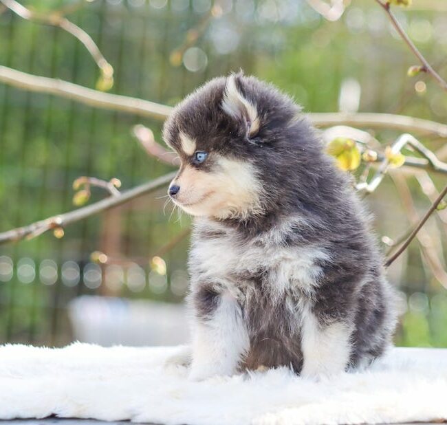 bimba des gardiens du vencedor3