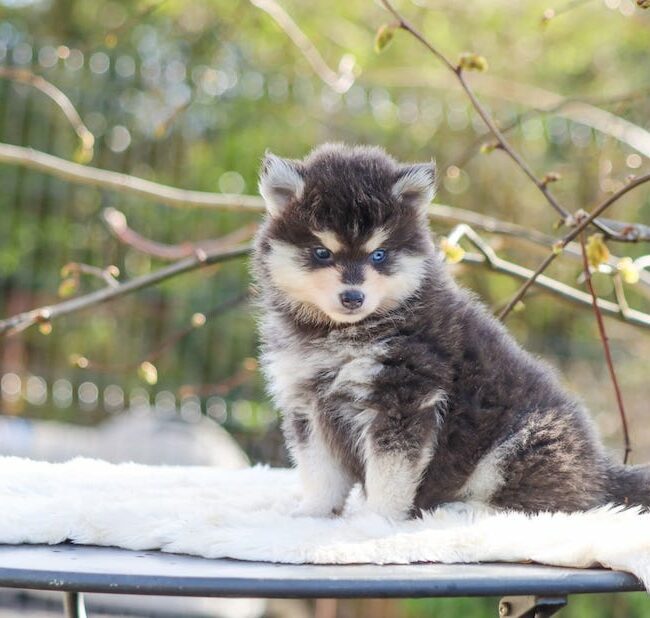 bimba des gardiens du vencedor4