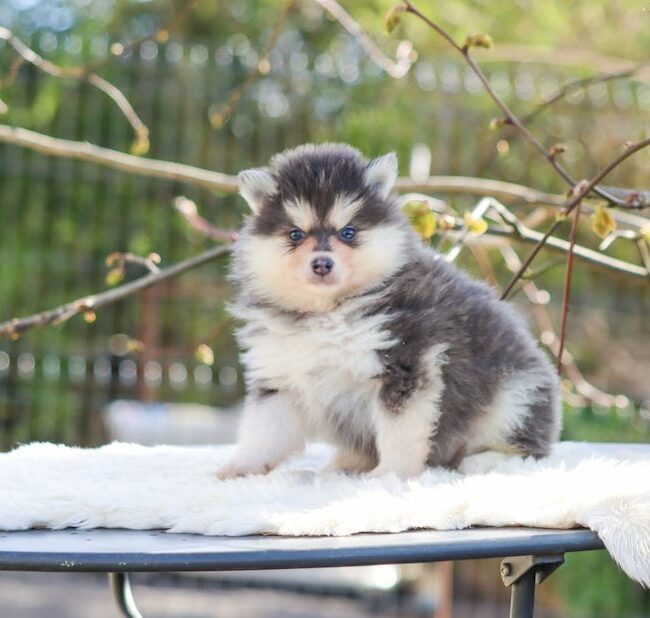 birdy des gardiens du vencedor1