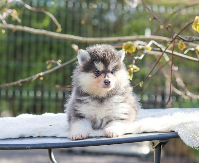 birdy des gardiens du vencedor2