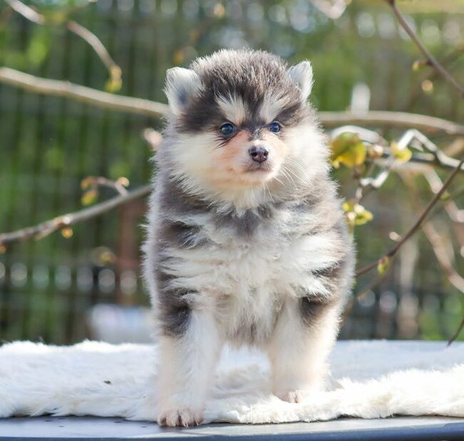 birdy des gardiens du vencedor3