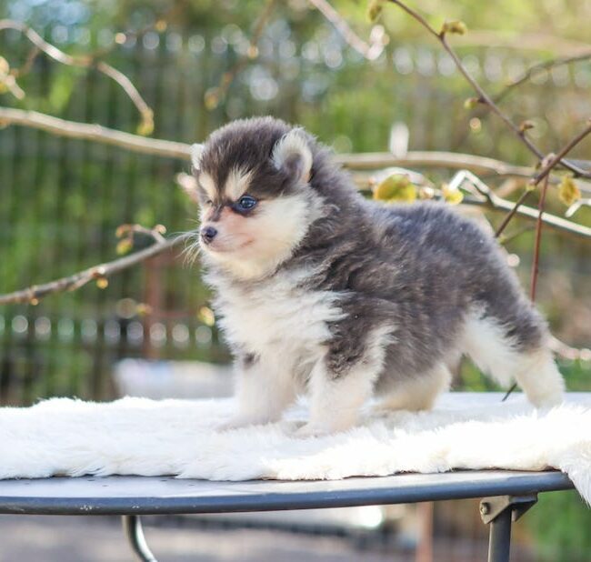 birdy des gardiens du vencedor4