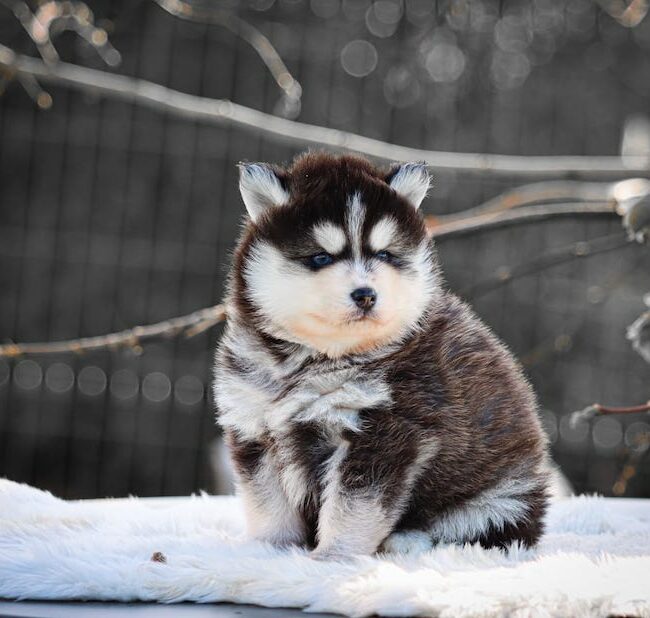 blake des gardiens du vencedor1