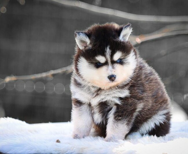 blake des gardiens du vencedor2