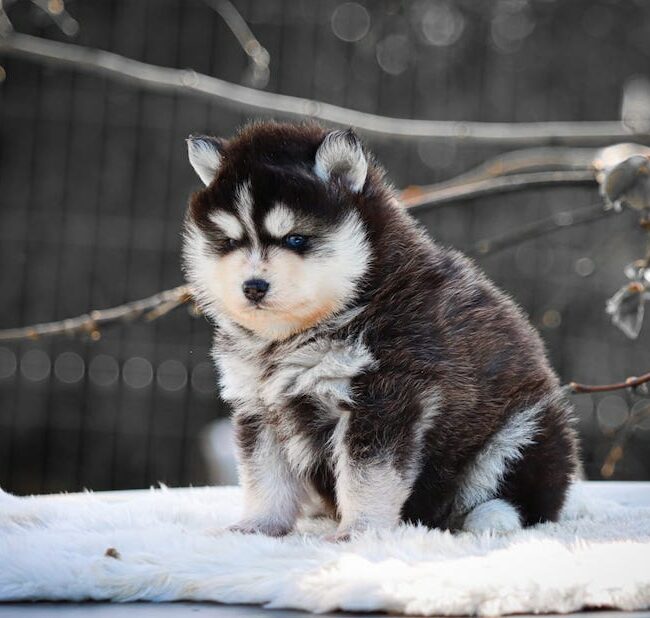 blake des gardiens du vencedor3