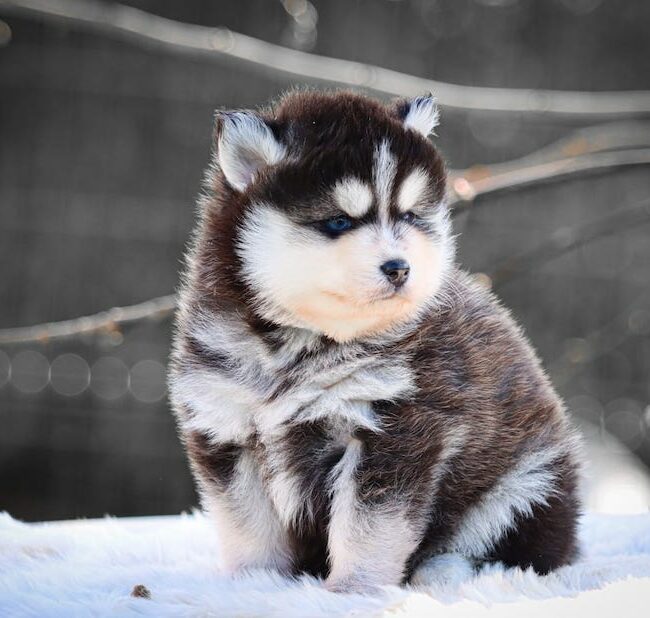 blake des gardiens du vencedor4