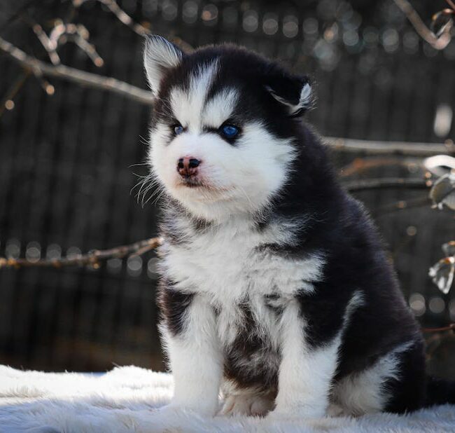 blooper des gardiens du vencedor2