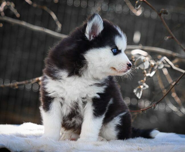 blooper des gardiens du vencedor3