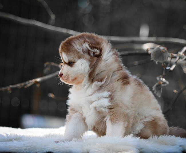 bora bora des gardiens du vencedor1