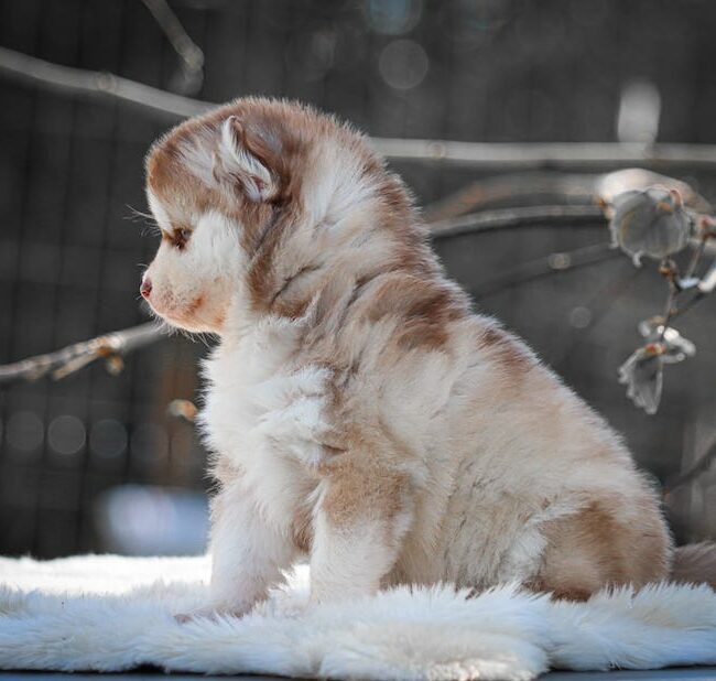 bora bora des gardiens du vencedor2