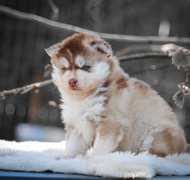 bora bora des gardiens du vencedor3