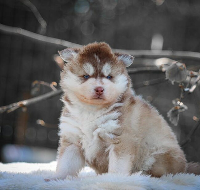 bora bora des gardiens du vencedor4