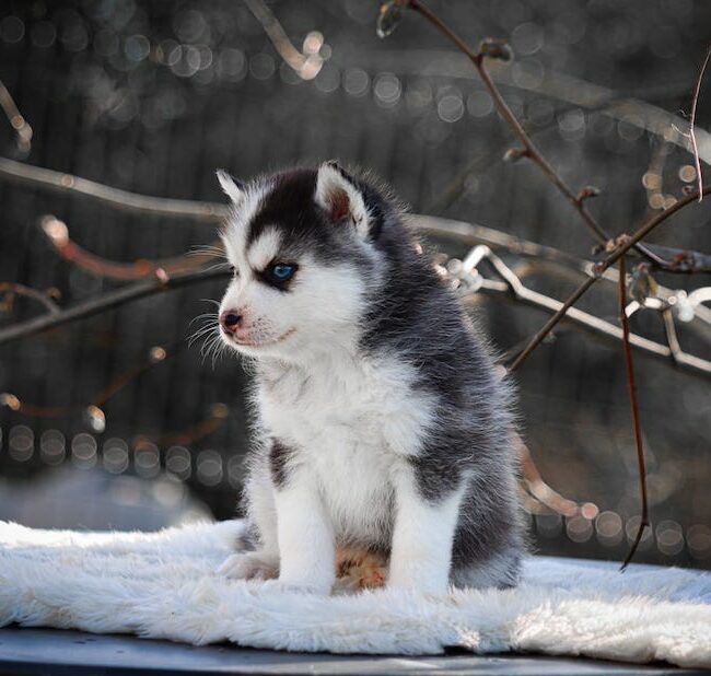 boston des gardiens du vencedor1