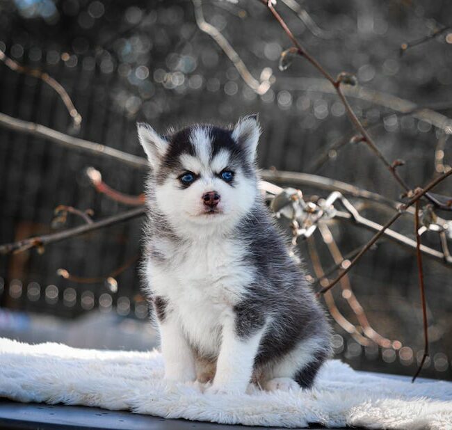 boston des gardiens du vencedor2