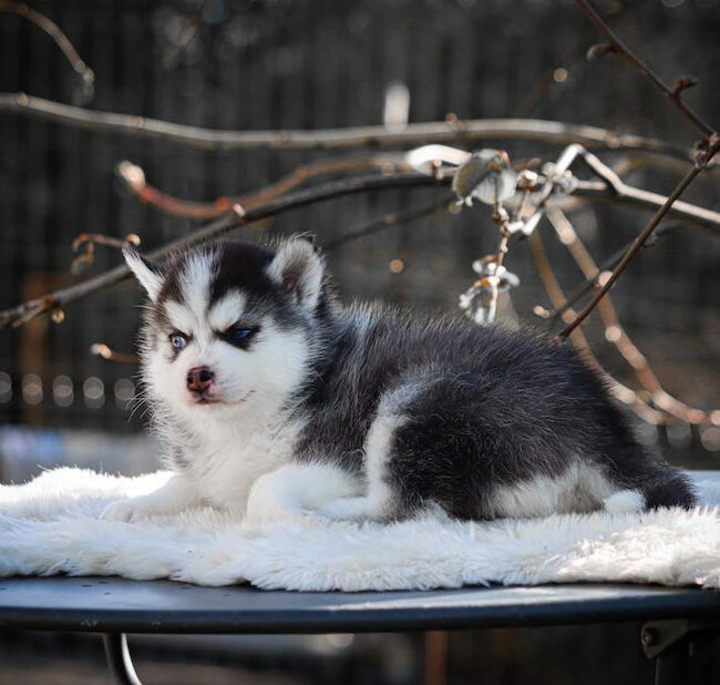 boston des gardiens du vencedor3