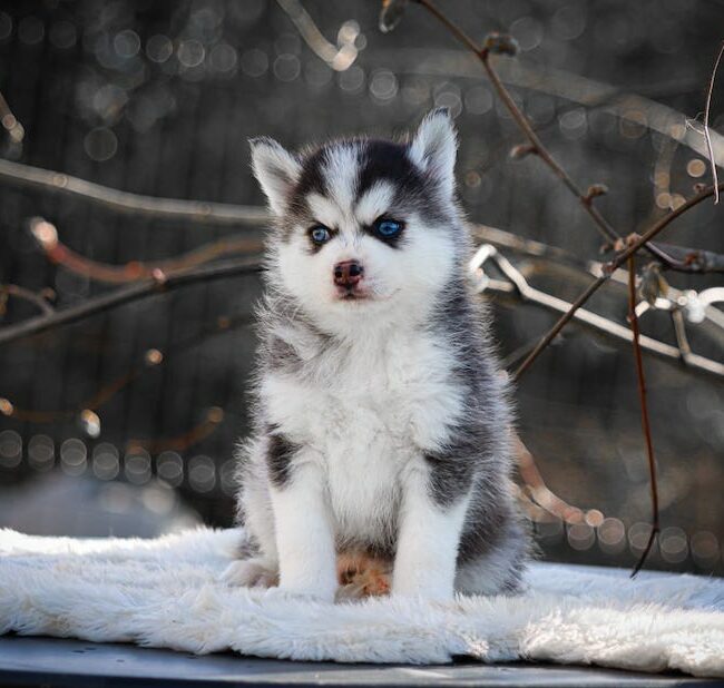 boston des gardiens du vencedor4