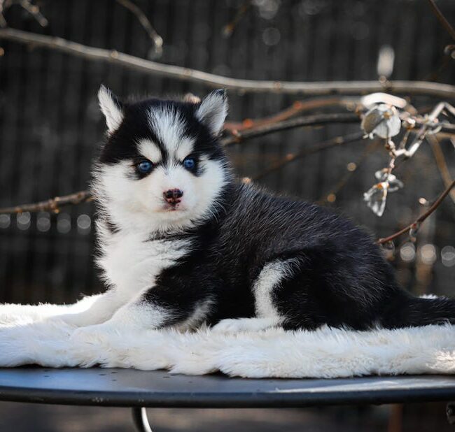 bounty des gardiens du vencedor1