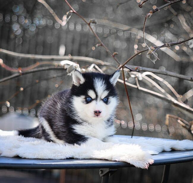 bounty des gardiens du vencedor2