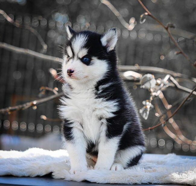 bounty des gardiens du vencedor3